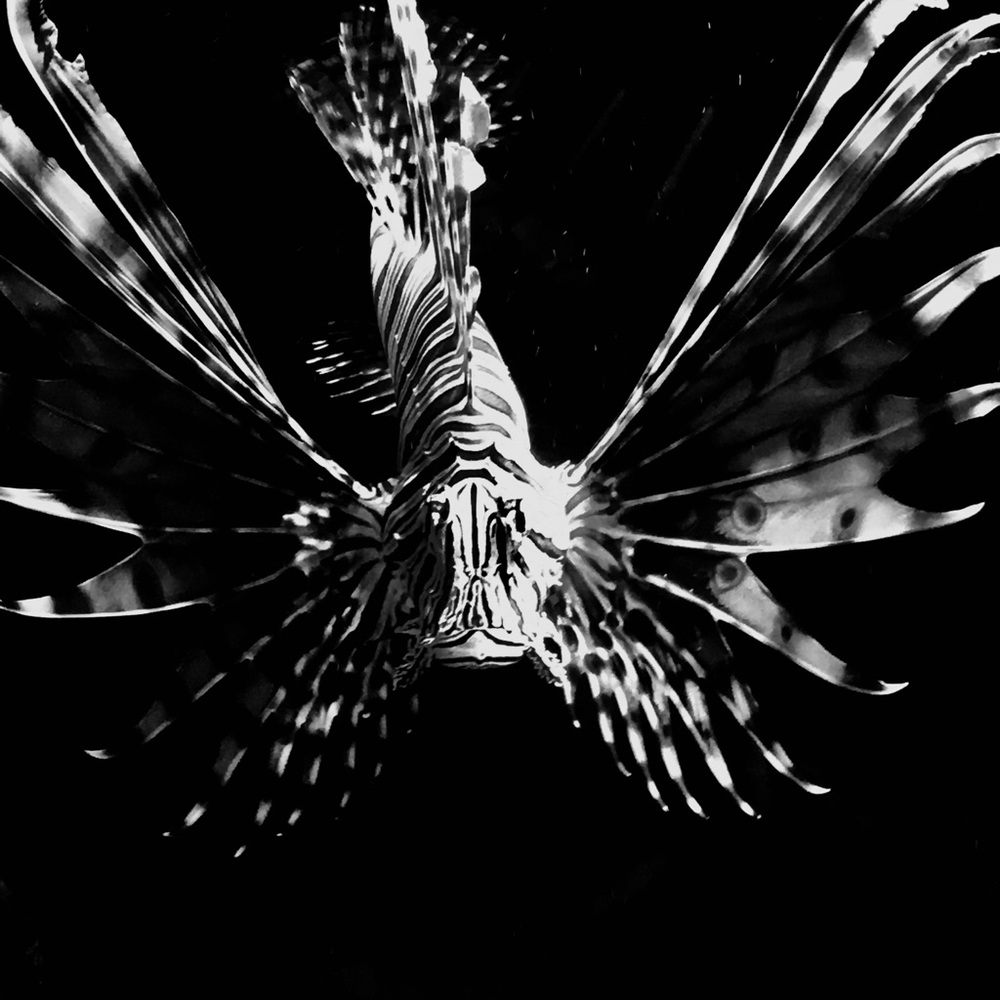 Meet your Posher, Diala